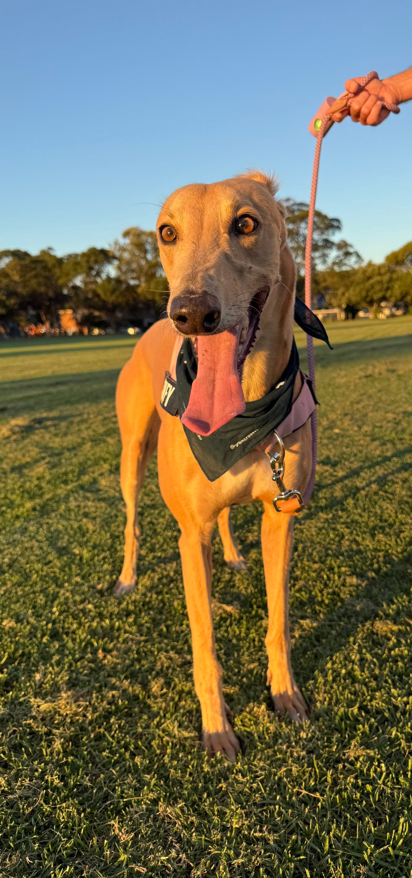 Happy healthy dog