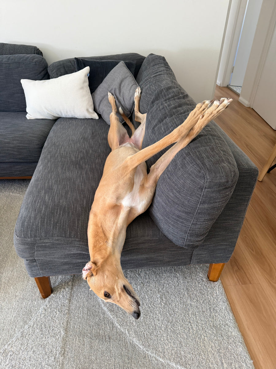 Honey the greyhound