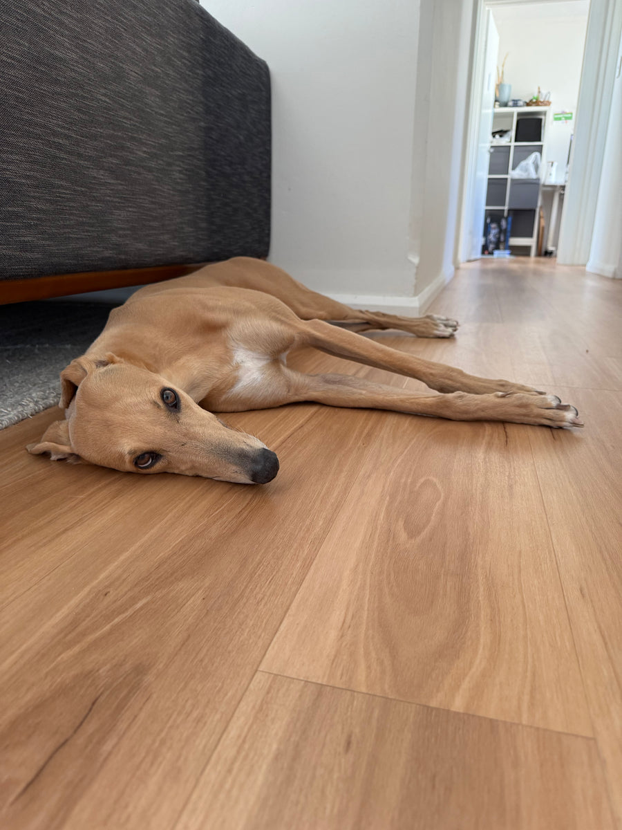 Honey the greyhound